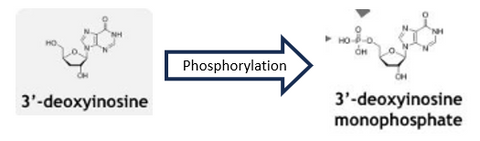 3'-deoxyinosine Phosphorylation