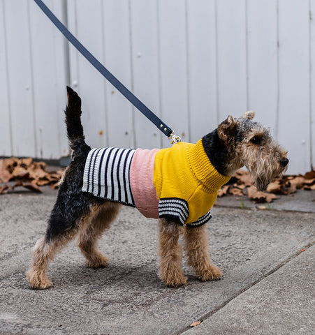 Pippa the Welsh Terrier in the medium Harlow Knit.