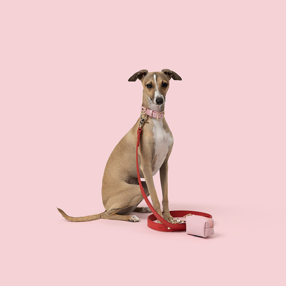 Italian Greyhound wears Mister Woof's range of pet accessories. Shop the light pink leather pet range and match with their striking bold red leads and luxury pet products.