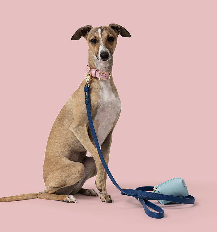 Perfectly match the light blue leather dog pouch with the cobalt lead and pink collar. The perfect colour combination
