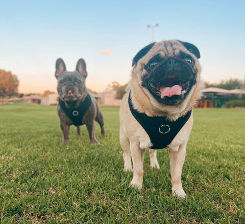 Morty the Pug and Rick the French Bulldog wear Mister Woof's medium and large black dog harnesses.