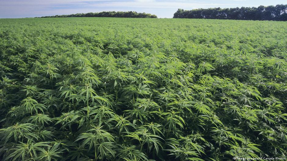 Hemp Crop