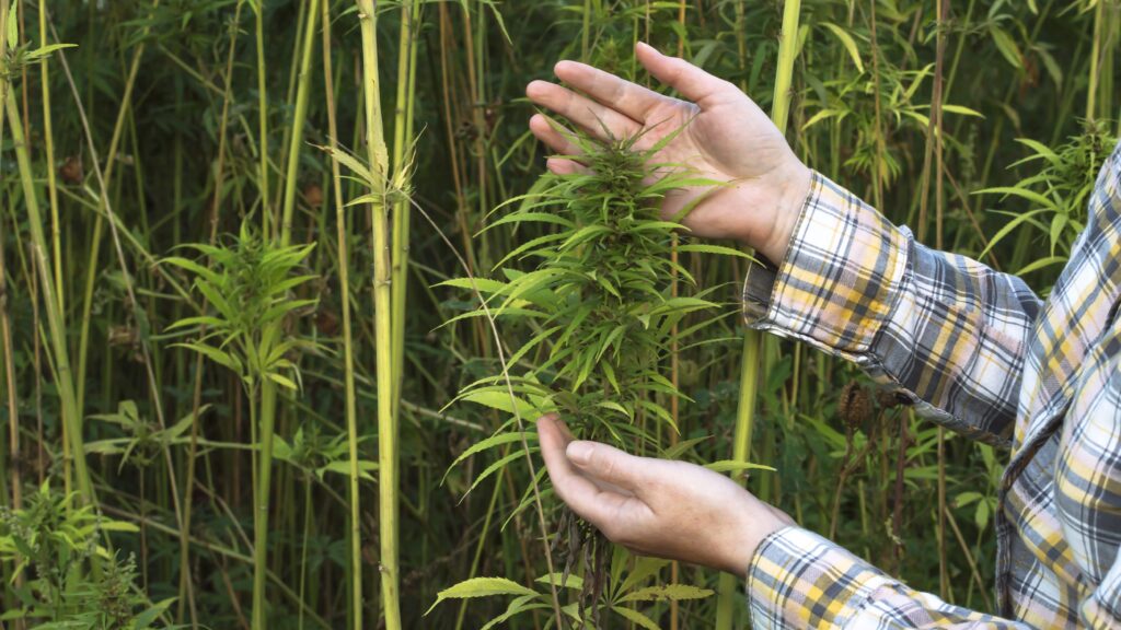 hemp stalks