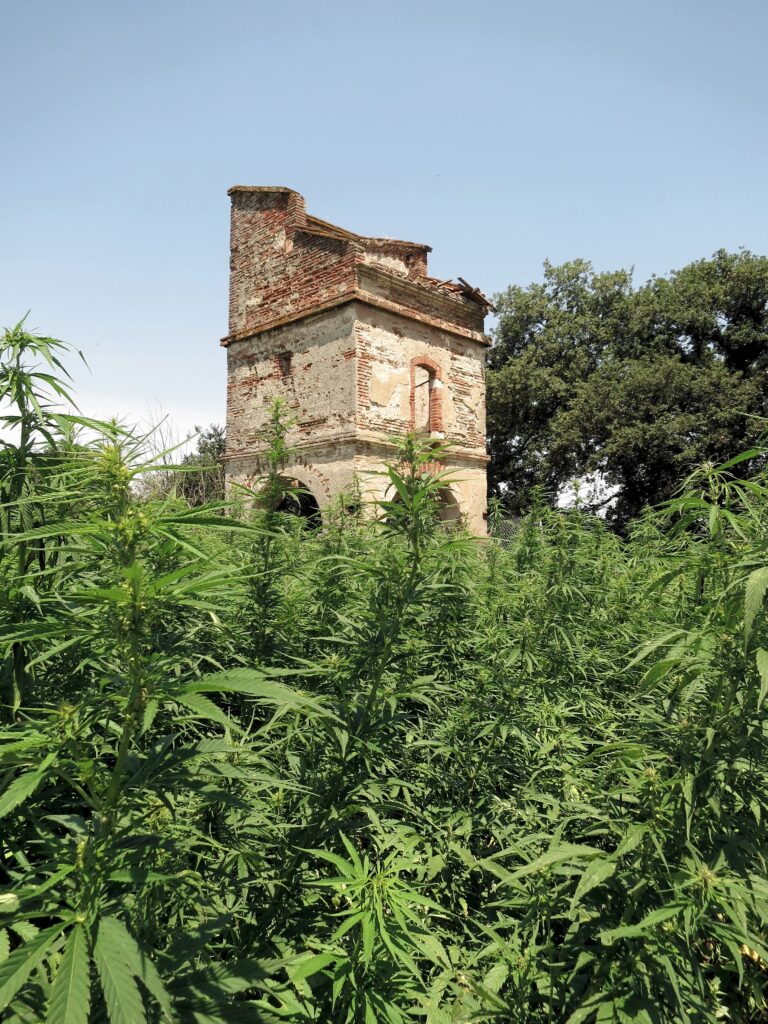 French Hemp Crops