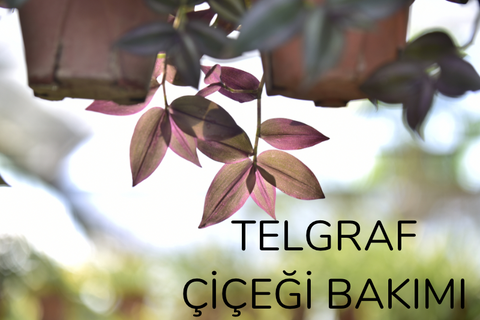 telgraf çiçe