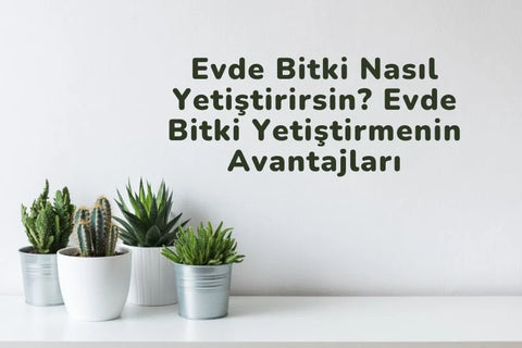 bitki yetiştirme