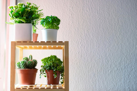 havayı temizleyen bitkiler nelerdir?