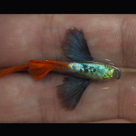 Assorted Guppy Female – Your Local Fish Store