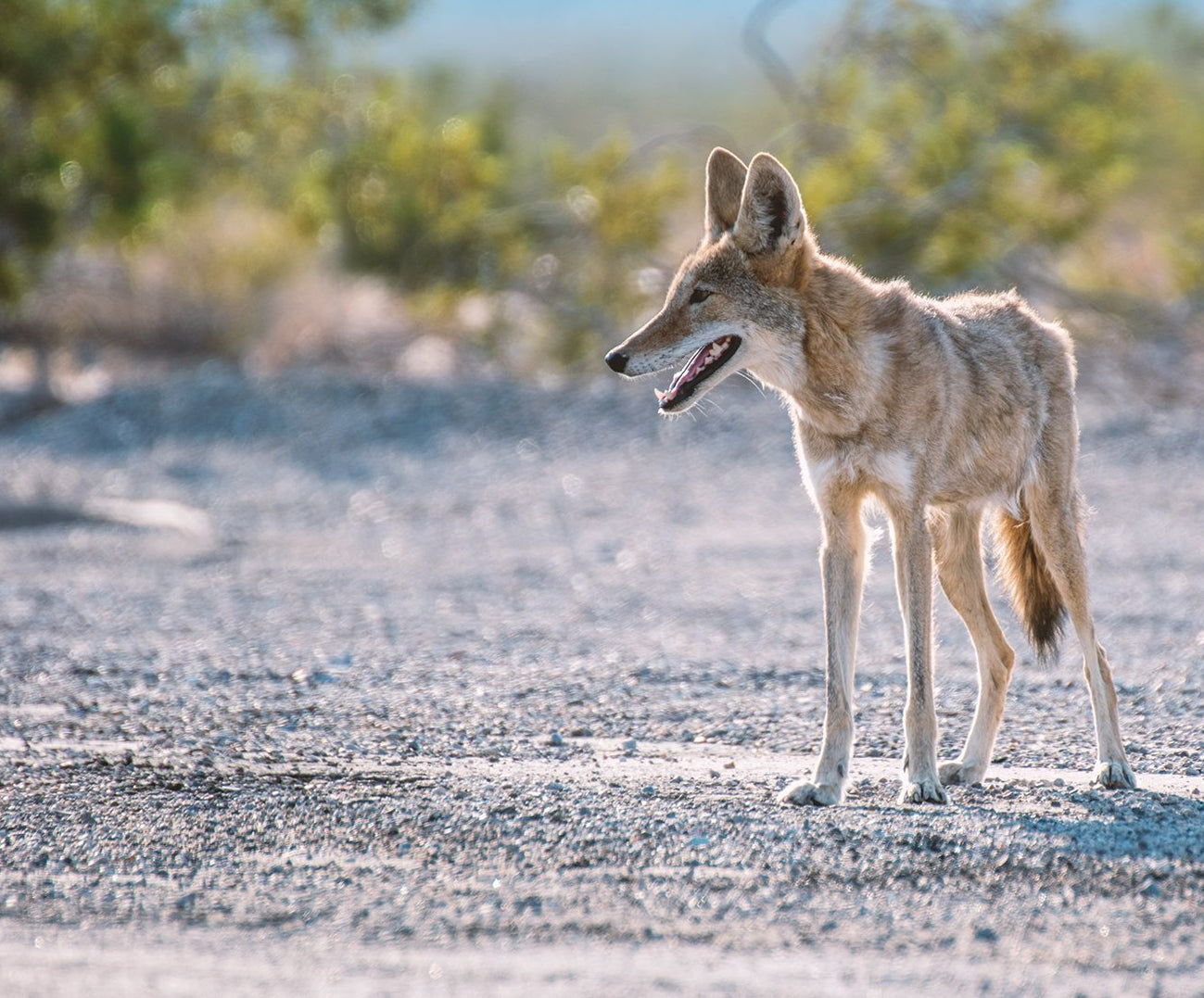 Pet Protection System! – Coyote Roller