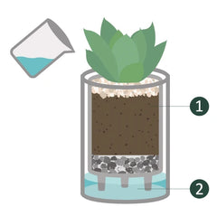 How to water your plant