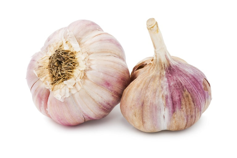 Garlic plant structure | Garlic Matters