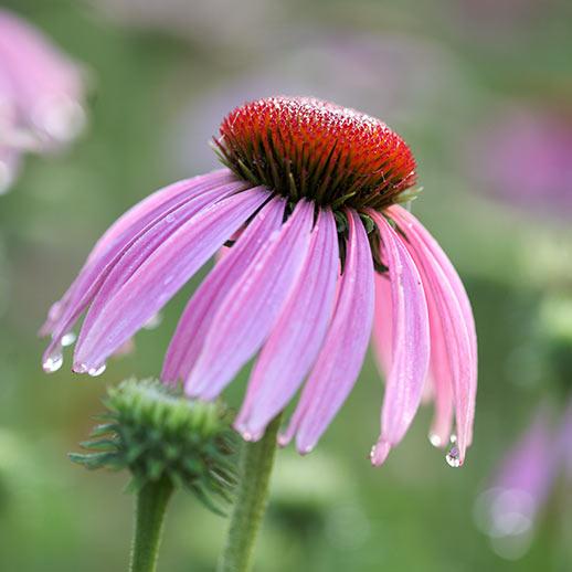 Echinacea Angustifolia Benefits, Uses & History: Gaia Herbs®