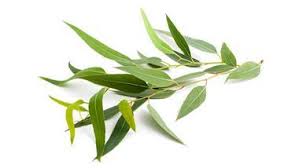 What Are the Benefits and Uses of Eucalyptus?