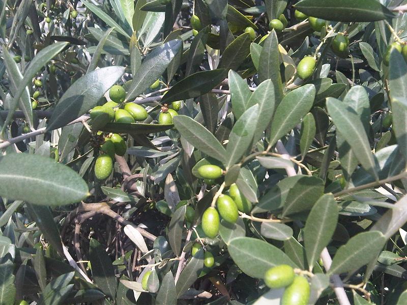 olive-leaf.jpg