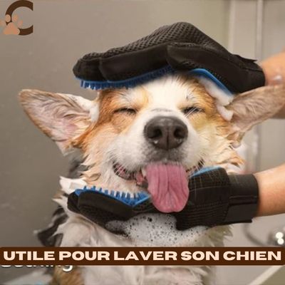 gant-brosse-chien-lavage