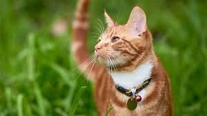 Orange tabby cat safely exploring outdoors with a collar for security and enrichment.