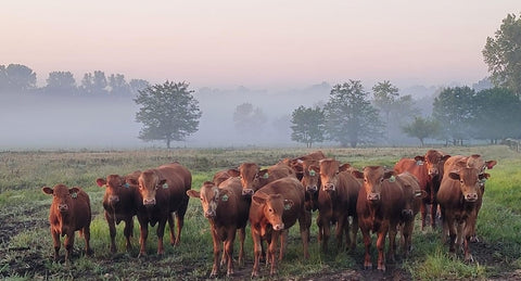 Young Akaushi Heifers