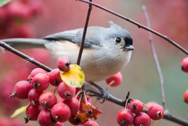 Fruit Tree Bird Protection | Effective Bird Control | Avian Control