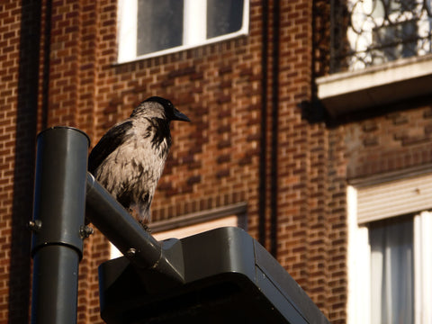 birds in residential areas