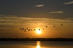 birds flying past sunset