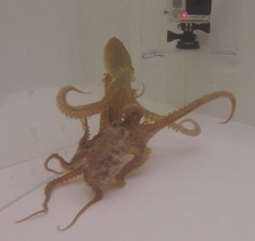 Octopus rubescens