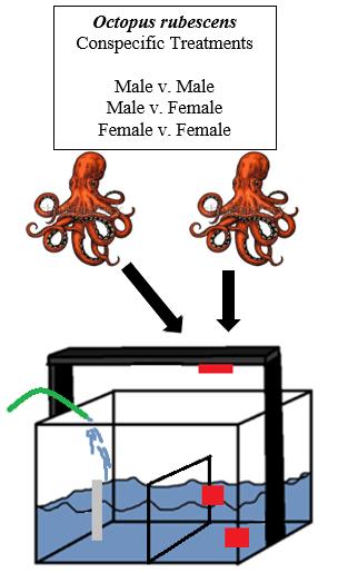 Each octopus was allowed to interact with all other octopuses of the same and opposite sex (Figure 4).