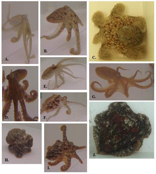 Full-body chromatic signals used by O. rubescens.