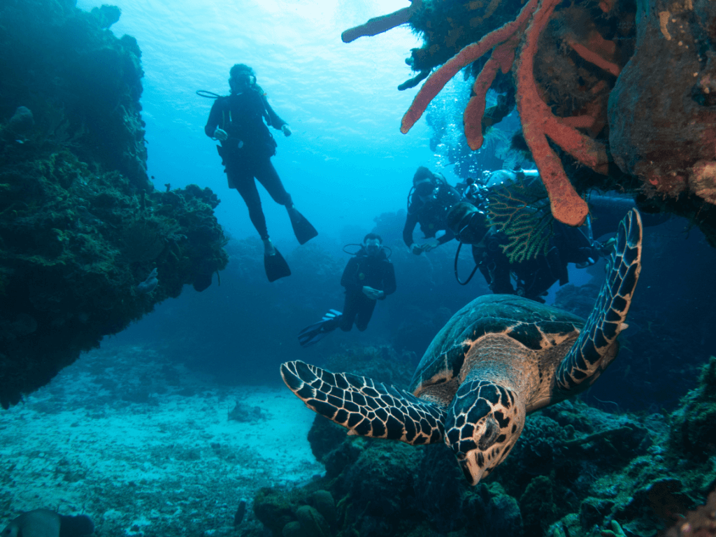 Divers with turtle in Cozumel