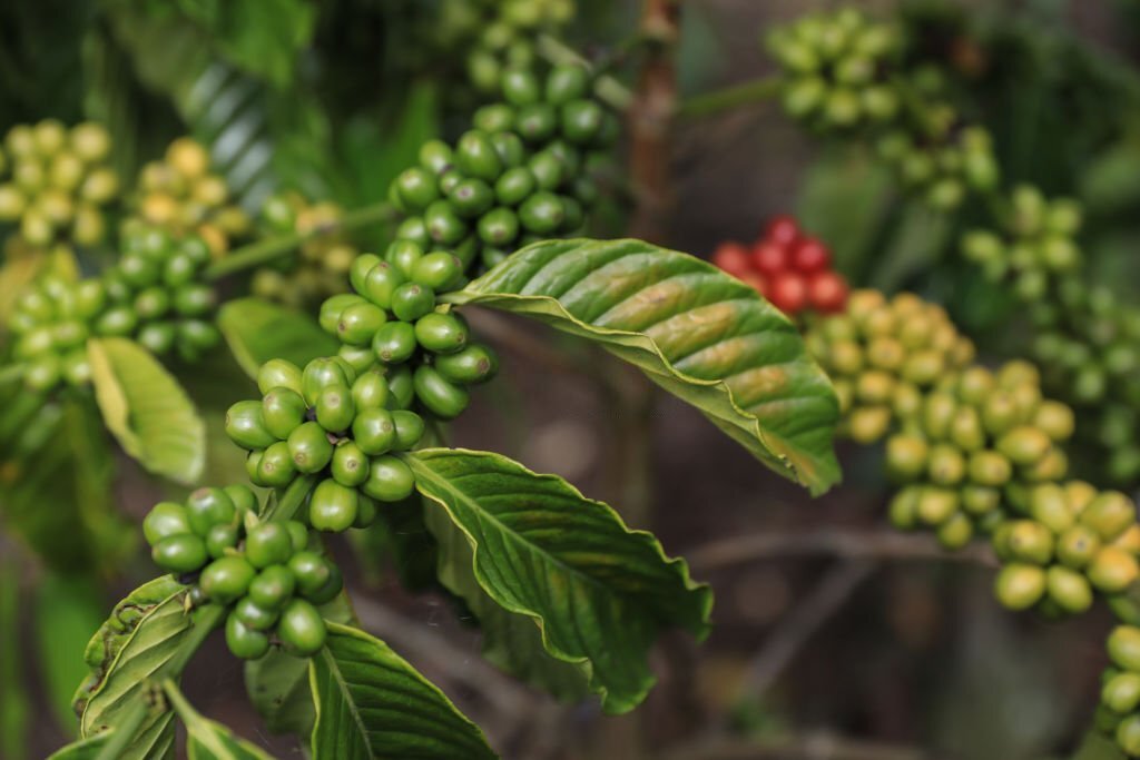 organic coffee health benefits