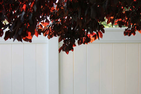 vinyl fence with plum tree