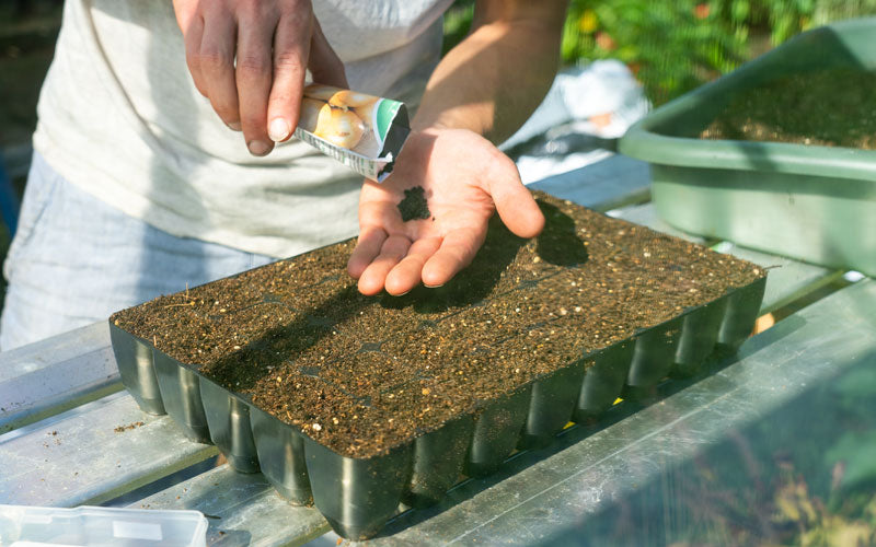 Sowing seeds in the tray