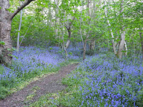 A picture of a footpath through the woods with bluebell flowers either side