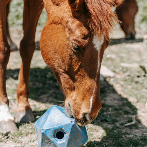 horse playing with a ball toy