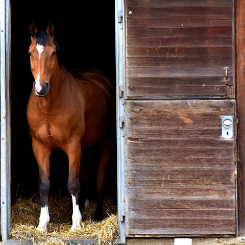 Horse in a barn stall