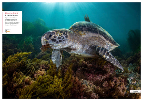 Image du magazine océanographique d'une tortue de mer se nourrissant d'herbe de corail à l'aide d'un équipement de logement sous-marin Outex