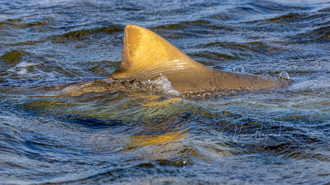 Legrand Vincent, ambassadeur Outex pour l'habitat sous-marin, photographie des requins dans l'eau