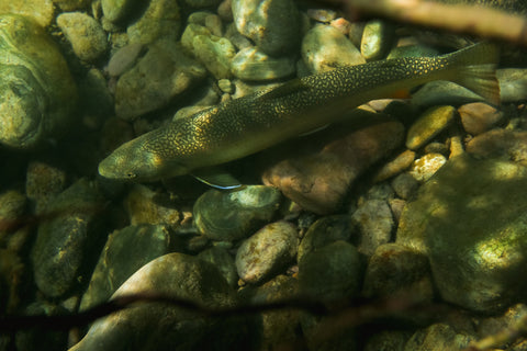 Non-profit uses Outex underwater housings to study bull-trout conservation in Montana