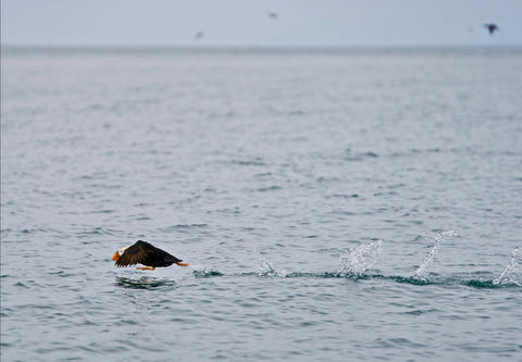 Birdwatching in Alaska with Outex and Dan M Lee