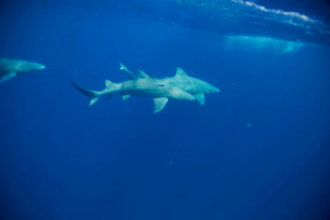 Tubarão nadando na Flórida com Chris Gillette e caixas subaquáticas #Outex 3
