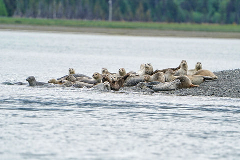 Seals in Alaska with Dan M Lee and Outex