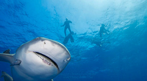 Tubarão nadando na Flórida com caixas subaquáticas de Chris Gillette e #Outex