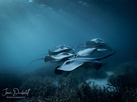 La photographe de la Grande Barrière de Corail, Joeva Dachelet, vend des tirages sous-marins dans des complexes hôteliers, des boutiques et en ligne 5