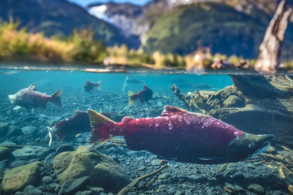 split level photo of salmon swimming in a river in Alaska using the outex waterproof housing system