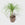 公共产品室内植物马尾辫棕榈