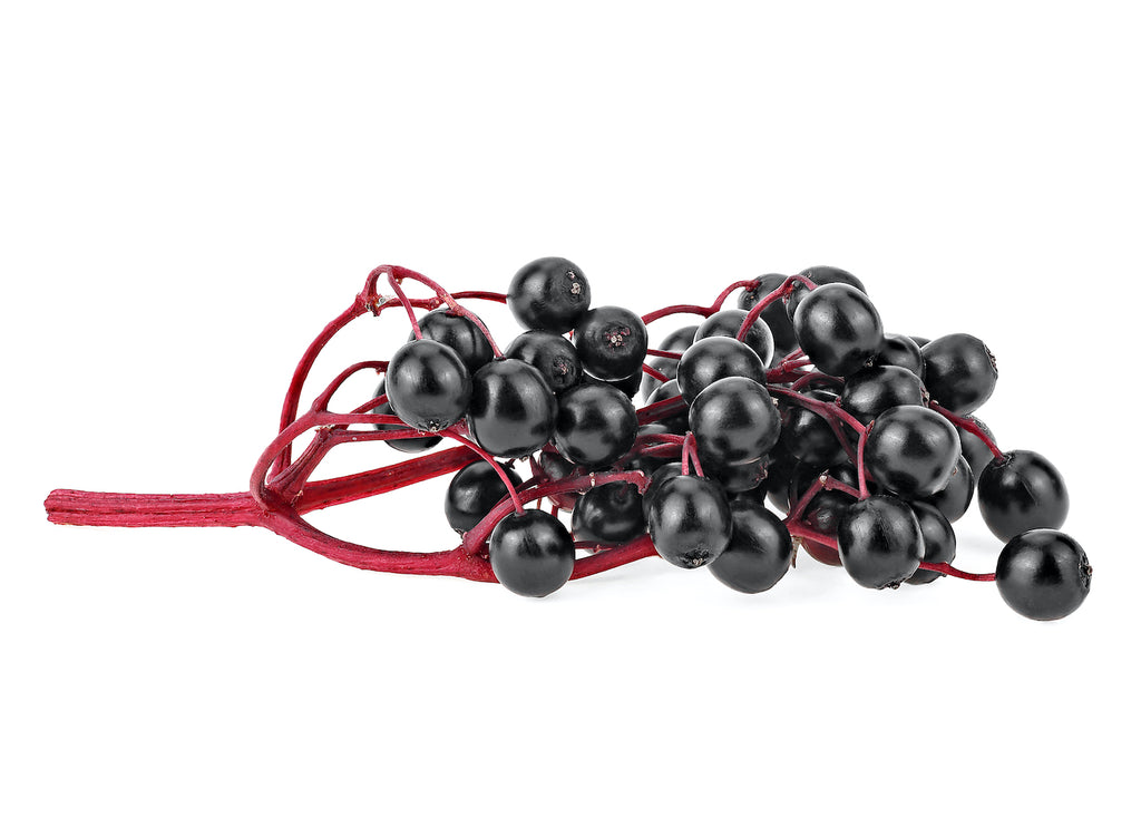 branch of elderberries on a white background