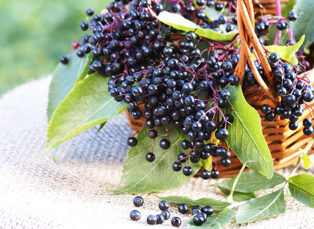 Elderberry Spotlight: 5 Things to Know About This Super Fruit