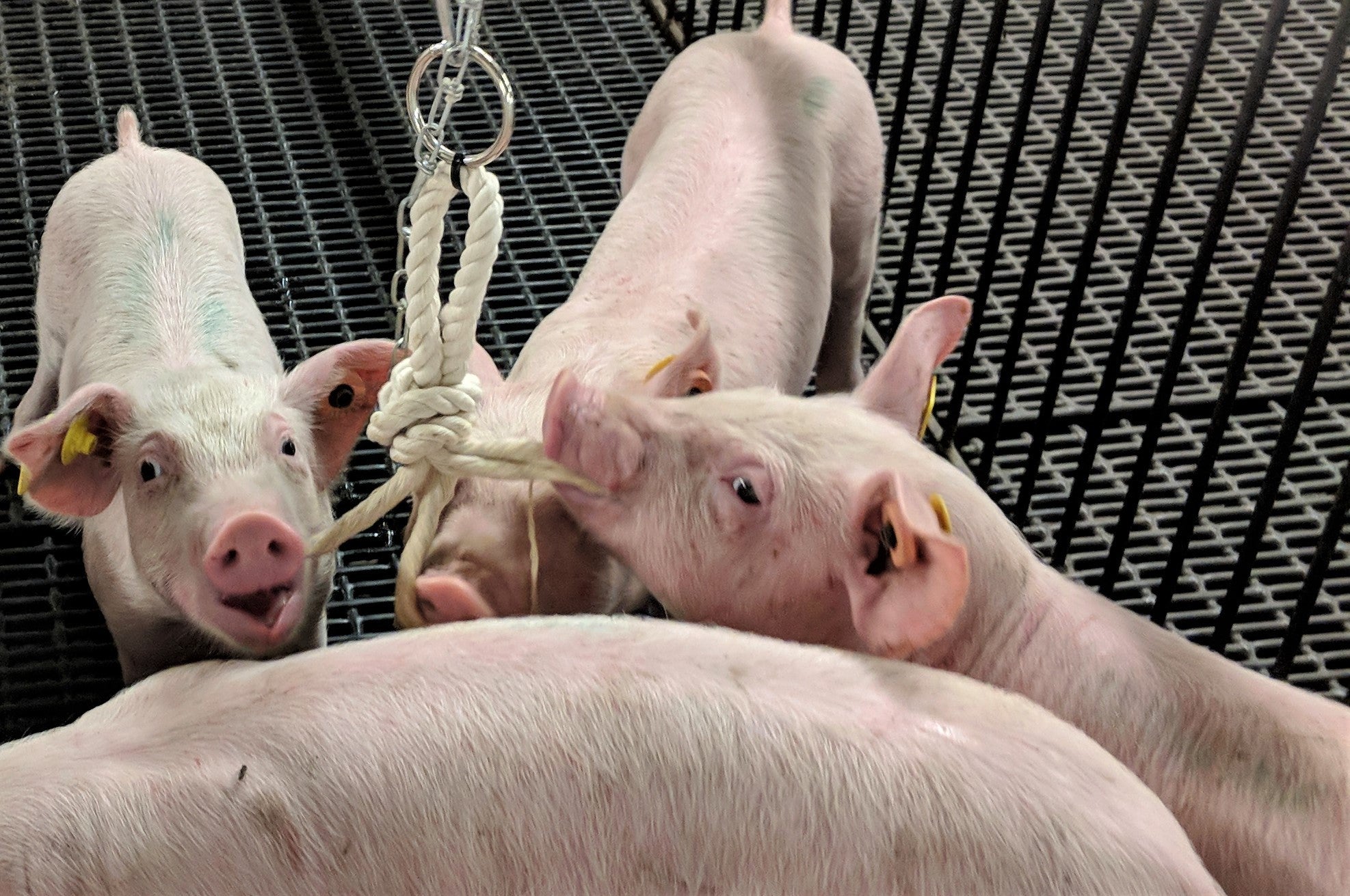 Oral Fluid Collection Rope for Pigs | Use Ropes to Sample for Diseases