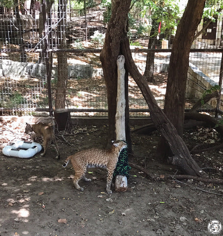 Poste rascador para gatos Bobcat, cuerda de algodón Ravenox