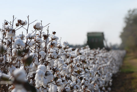 Harvesting Cotton for use in Ravenox Rope