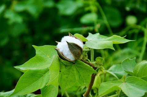 Planta de Algodón | Fibra de algodón para cuerdas Ravenox